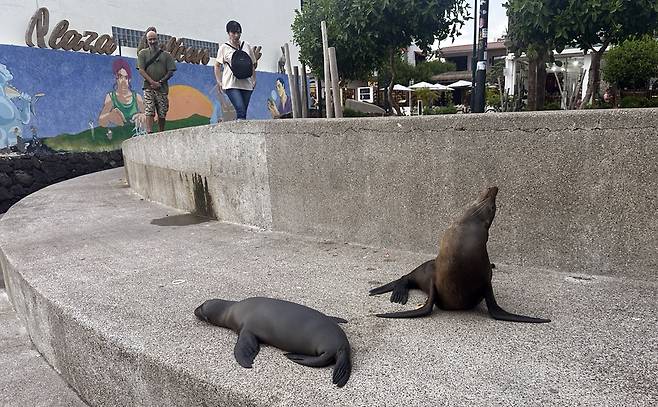 갈라파고스 제도의 흔한 풍경 중 하나 [촬영 이재림 특파원]