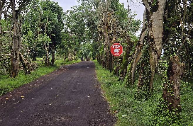 '거북 횡단로, 멈춤' 도로 표지판 [촬영 이재림 특파원]