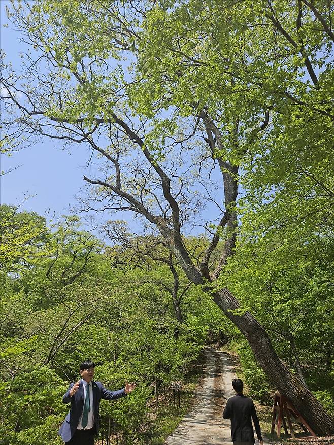 굴참나무 관해 설명하는 임영석 국립수목원장(왼쪽) [촬영 조승한]