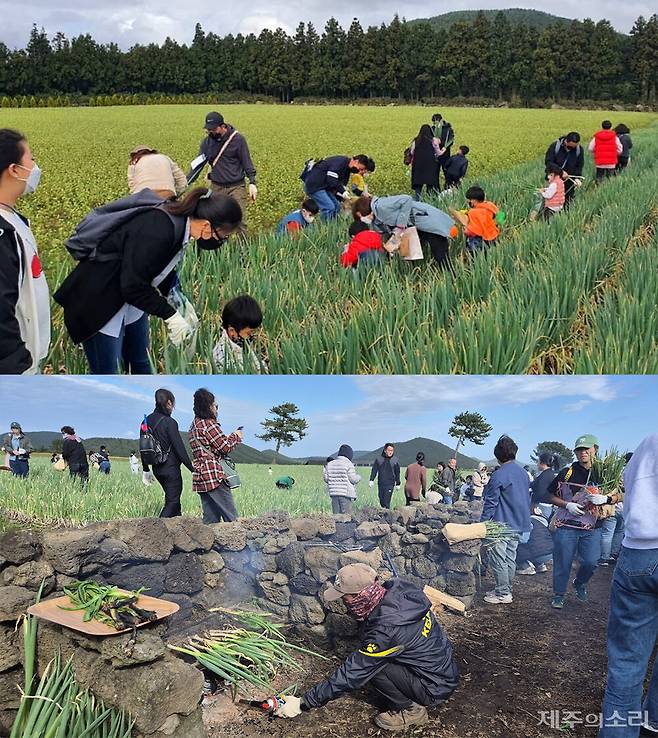 보롬왓 파릇파릇 대파축제 모습. ⓒ제주의소리