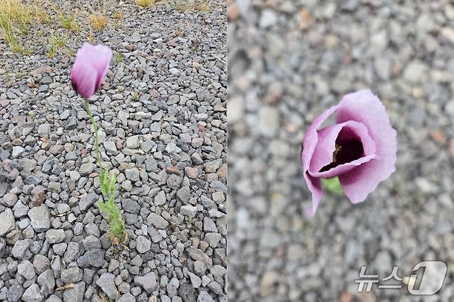 제주시 구좌읍 한 주차장에서 발견된 양귀비.(독자제공. 재판매 및 DB 금지)