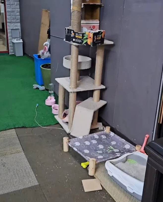 17459807119957.webp.ren.jpg 오해였던 당구장 홍보하기 위해 밖에 묶여져있던 고양이