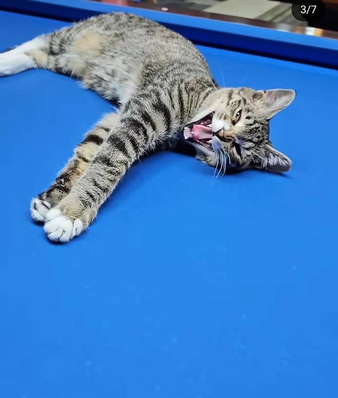 17459807120712.webp.ren.jpg 오해였던 당구장 홍보하기 위해 밖에 묶여져있던 고양이