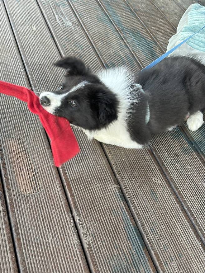 함바집 앞 보더콜리