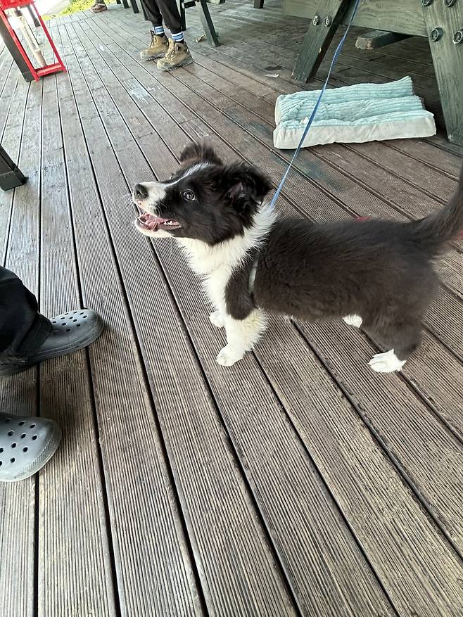 함바집 앞 보더콜리