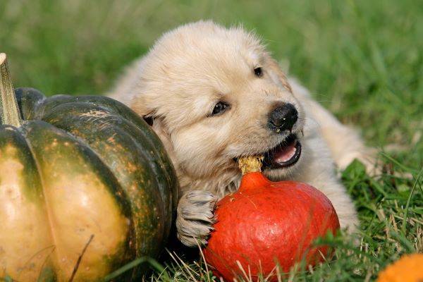 사람과 마찬가지로 강아지도 특정 과일이나 채소를 먹는 게 건강에 도움이 될 수 있다./사진=클립아트코리아