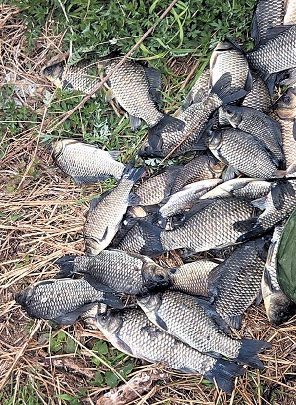 봄철 붕어 낚시.