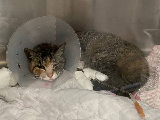 산불 피해 지역서 구조한 길냥이./사진=남형도 기자