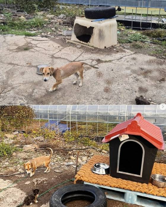 실외에서 사는 이른바 '마당개'의 환경을 바꿔준 모습. 개선 전(위)과 후, 목줄을 늘리고 집을 바꾸고 환경을 깨끗하게 했다./사진=동물복지문제연구소 어웨어