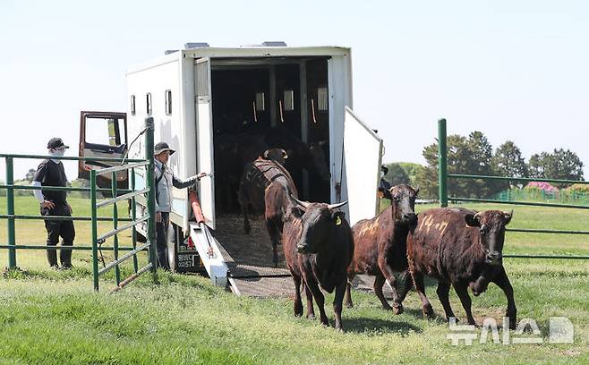 [제주=뉴시스] 우장호 기자 = 30일 오후 제주시 용강동 제주마 방목지에서 국가지정 천연기념물인 제주흑우 10마리가 방목되고 있다. 제주흑우는 기원전부터 제주에서 사육된 것으로 알려진 고유 재래종으로 2013년 7월 천연기념물로 지정된 이후 축산생명연구원에서 보호·관리되고 있다. 이번 시범 방목은 제주흑우의 보존가치를 높이고 도민과 관광객에게 제주의 독특한 목축문화유산을 소개하기 위해 처음 마련된 것이다. 2025.04.30. woo1223@newsis.com
