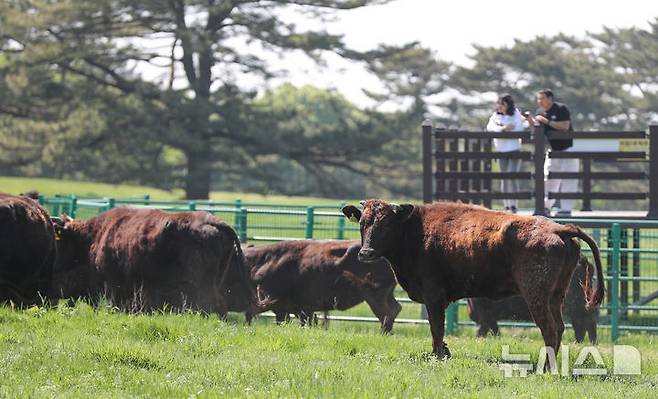 [제주=뉴시스] 우장호 기자 = 30일 오후 제주시 용강동 제주마 방목지에서 국가지정 천연기념물인 제주흑우 10마리가 방목되고 있다. 제주흑우는 기원전부터 제주에서 사육된 것으로 알려진 고유 재래종으로 2013년 7월 천연기념물로 지정된 이후 축산생명연구원에서 보호·관리되고 있다. 이번 시범 방목은 제주흑우의 보존가치를 높이고 도민과 관광객에게 제주의 독특한 목축문화유산을 소개하기 위해 처음 마련된 것이다. 2025.04.30. woo1223@newsis.com
