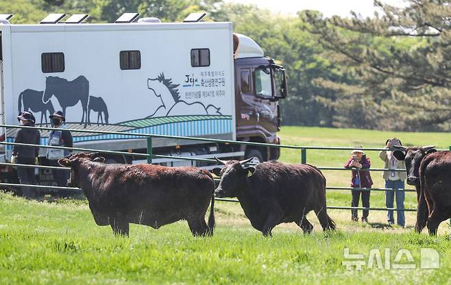 [제주=뉴시스] 우장호 기자 = 30일 오후 제주시 용강동 제주마 방목지에서 국가지정 천연기념물인 제주흑우 10마리가 방목되고 있다. 제주흑우는 기원전부터 제주에서 사육된 것으로 알려진 고유 재래종으로 2013년 7월 천연기념물로 지정된 이후 축산생명연구원에서 보호·관리되고 있다. 이번 시범 방목은 제주흑우의 보존가치를 높이고 도민과 관광객에게 제주의 독특한 목축문화유산을 소개하기 위해 처음 마련된 것이다. 2025.04.30. woo1223@newsis.com