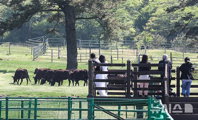 [제주=뉴시스] 우장호 기자 = 30일 오후 제주시 용강동 제주마 방목지에서 국가지정 천연기념물인 제주흑우 10마리가 방목되고 있다. 제주흑우는 기원전부터 제주에서 사육된 것으로 알려진 고유 재래종으로 2013년 7월 천연기념물로 지정된 이후 축산생명연구원에서 보호·관리되고 있다. 이번 시범 방목은 제주흑우의 보존가치를 높이고 도민과 관광객에게 제주의 독특한 목축문화유산을 소개하기 위해 처음 마련된 것이다. 2025.04.30. woo1223@newsis.com