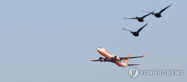 여객기와 함께 날아오르는 새 [연합뉴스 자료사진]