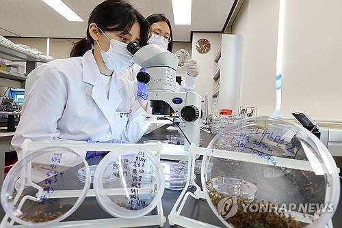 모기 분류 작업 [연합뉴스 자료사진]