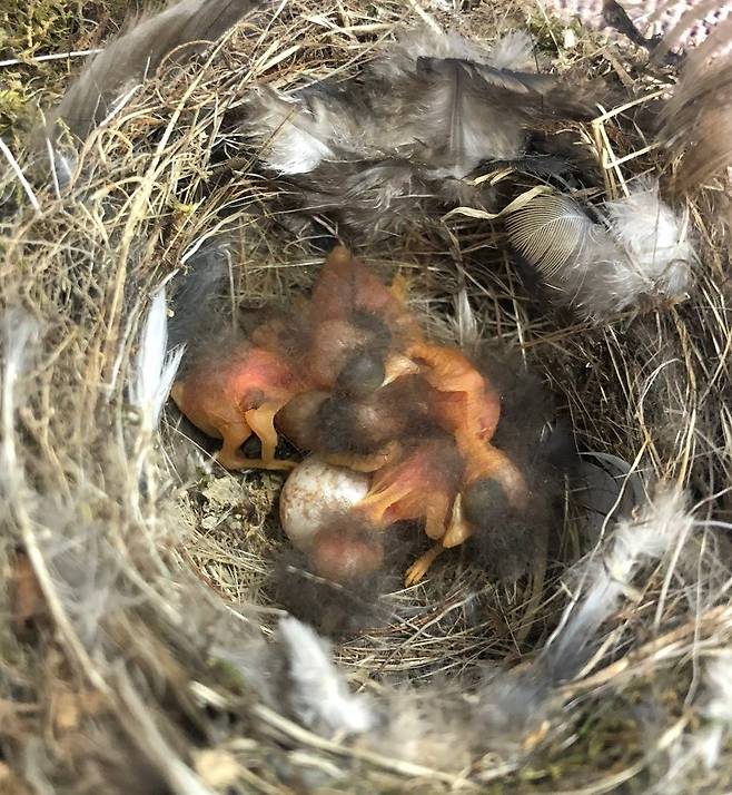 둥지 속 어린 새 [경기도 제공. 재판매 및 DB 금지]