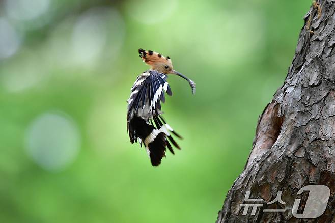가정의 달 5월 첫 날인 1일 경북 경주시 황성공원 고목에 둥지를 튼 후투티가 먹잇감을 물어오고 있다. 2025.5.1/뉴스1 ⓒ News1 최창호 기자