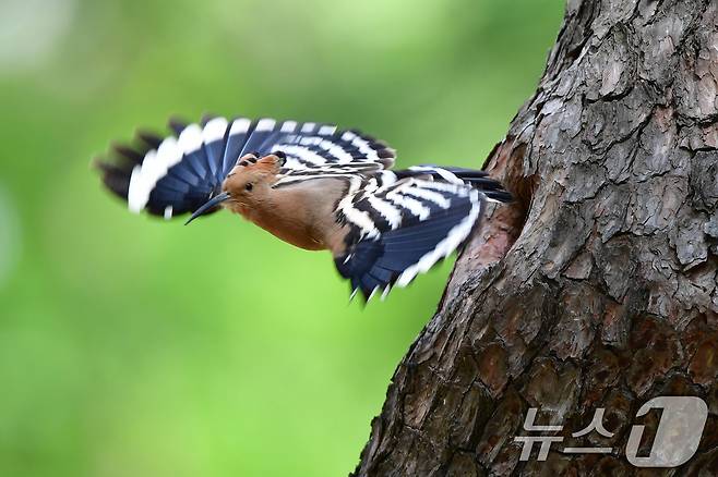 가정의 달 5월 첫 날인 1일 경북 경주시 황성공원 고목에 둥지를 튼 후투티가 먹잇감을 구하기 위해 날아가고 있다. 2025.5.1/뉴스1 ⓒ News1 최창호 기자