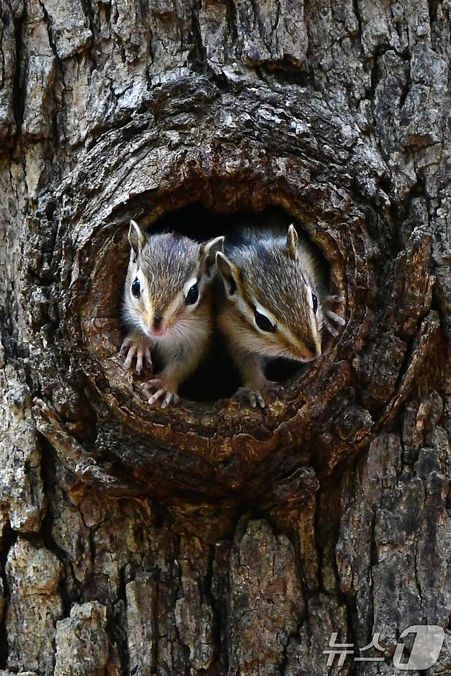 가정의 달 5월 첫 날인 1일 경북 경주시 황성공원 고목에 둥지를 튼 다람쥐들이 둥지 밖을 살피고 있다. 2025.5.1/뉴스1 ⓒ News1 최창호 기자