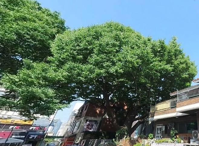 할머니느티나무