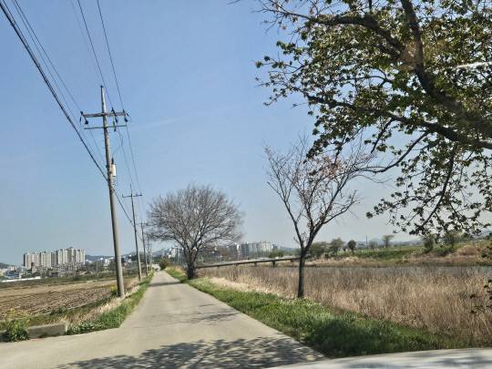 서산 청지천 가로수 절반 이상이 고사된 방치돼 있다. 독자 제공