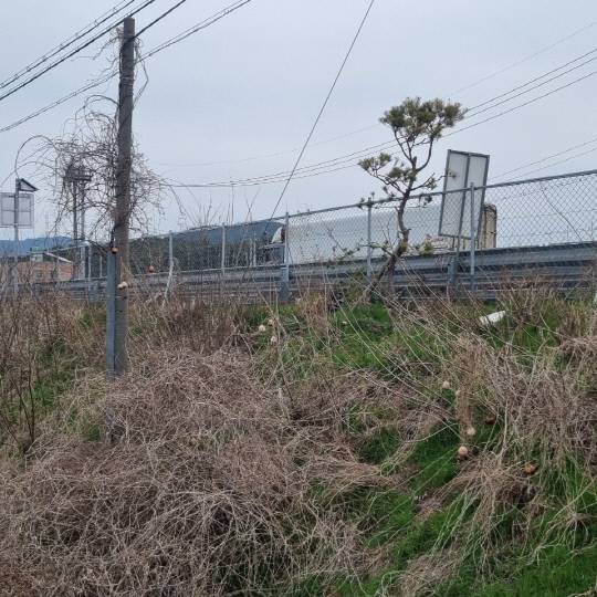 서산-태안 방향 4차선 도로변에 식재된 소나무 가로수 150여 주가 말라죽거나 뽑혀있는 가운데 관리마저 방치되고 있다. 독자 제공