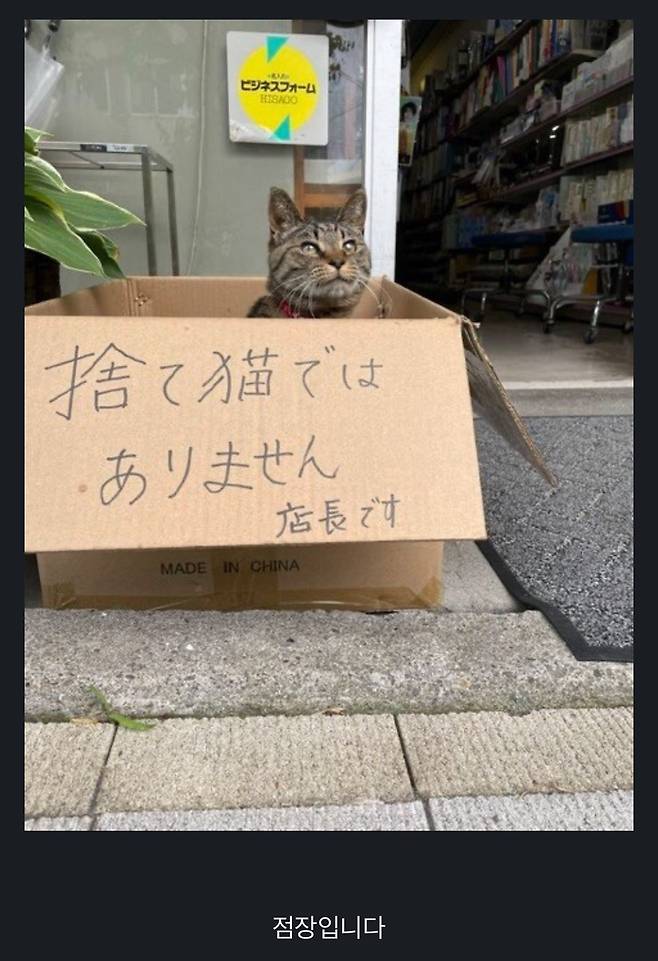 버려진 고양이 아닙니다.jpg