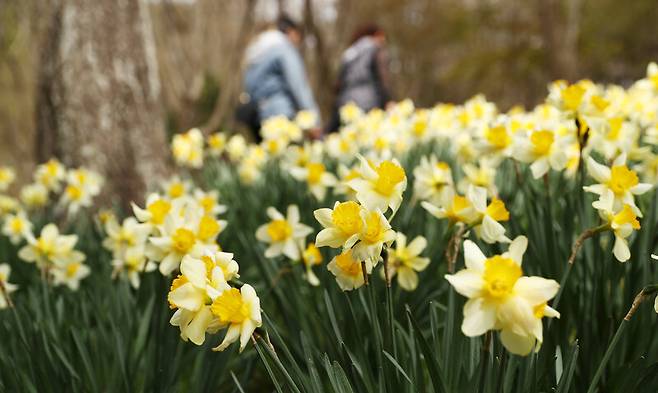 ‘서산 유기방가옥’ 수선화 풍경. 박미향 기자
