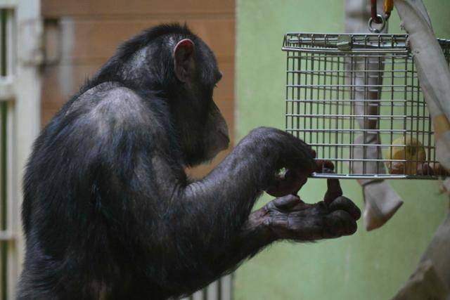 서울대공원 유인원 사육장에서 침팬지 광복이가 음식을 먹고 있다. 광복이가 사과까지 꺼내먹는 데는 30분가량 걸렸다. 강예진 기자