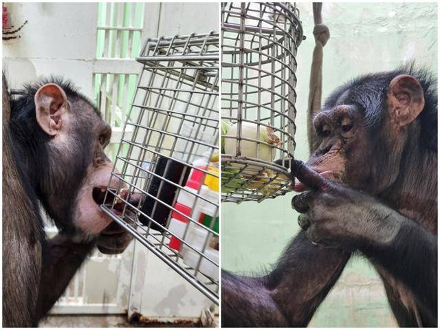 광복이와 관순이가 먹이를 탐색하고 퍼즐을 갖고 놀고 있다. 대공원은 이들의 성향에 맞춰 행동풍부화를 진행하고 있다고 설명했다. 김보경 책공장더불어 대표 제공