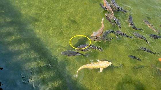 1일 경남 창원시 의창구에 있는 경남도청 생태 연못에 사는 철갑상어(노란색 원)가 바닥에 바짝 붙어 헤엄치는 모습. 비단잉어와 잉어, 향어 등 다른 어류와 함께 서식 중이다. 사진 경남도