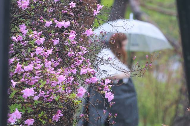 ▲ 22일 비가 내린 서울 중구 덕수궁에서 외국인 관광객이 우산을 쓰고 이동하고 있다. 연합뉴스