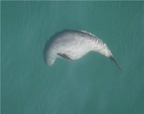 만삭의 상괭이. / 사진=국립공원공단