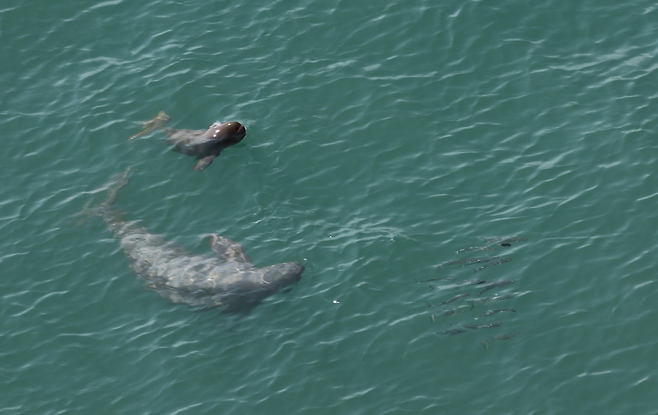 새끼와 어미가 먹이를 추적하는 모습. 2025. 4. 29. 한려해상국립공원