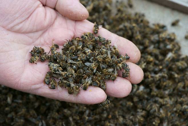 집단 폐사한 꿀벌들 [비프로페서 사이트 캡쳐]