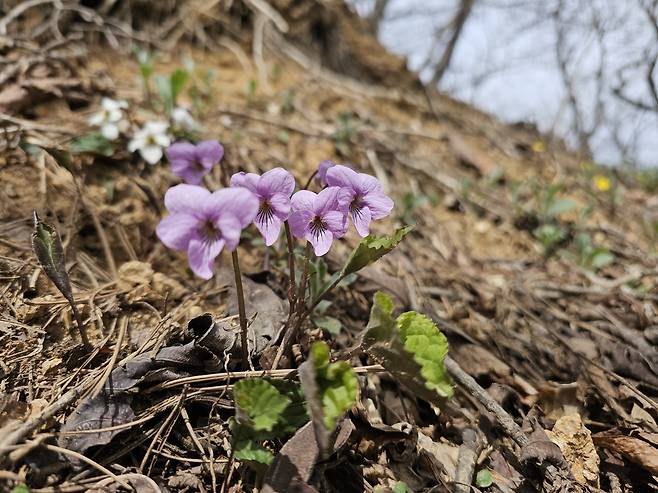 고깔제비꽃 (소백산국립공원제공)