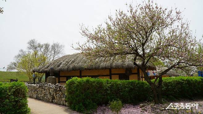 서산 해미읍성에 재현한 초가에 봄 정취를 자아하는 꽃이 피어 있다.  초가 마당에는 사진을 찍을 수 있는 포토존과 함께 투호 같은 민속놀이를 체험할 수도 있다     충남｜김재범 기자 oldfield@donga.com