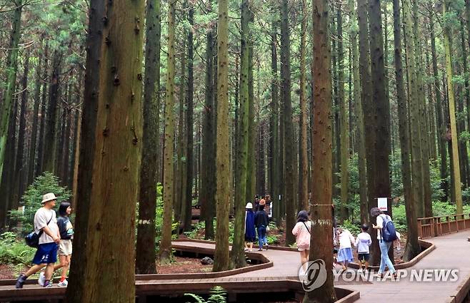 사려니숲길 걷는 탐방객들 [연합뉴스 자료사진]