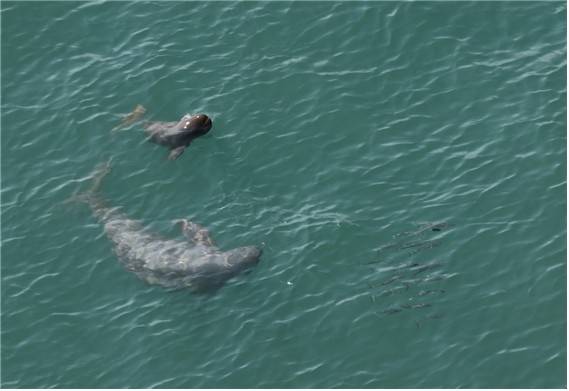 상괭이가 새끼와 숭어떼를 추적하는 모습. [국립공원공단 제공. 재판매 및 DB 금지]