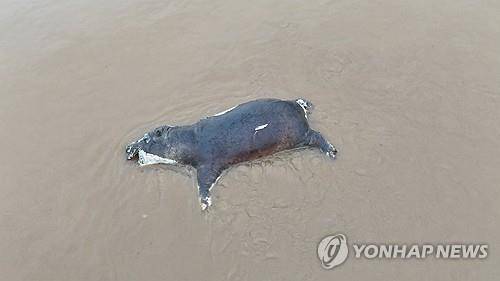 민주콩고서 탄저병으로 죽은 하마  [비룽가 국립공원 제공/로이터 연합뉴스. 재판매 및 DB 금지]