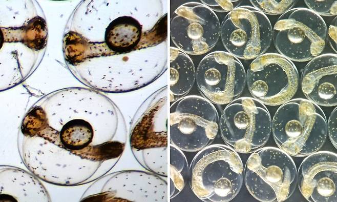 각각 70시간과 73시간이 지난 농어 알. 4~8일 걸려 달에 도착하면 치어로 부화될 예정이다./프랑스 국립해양연구소