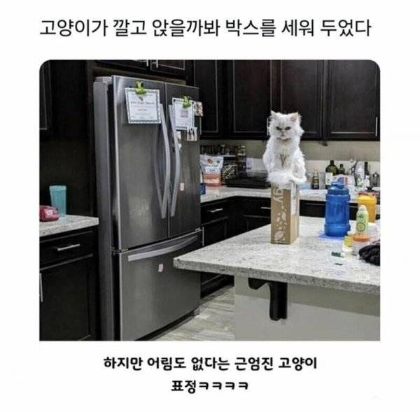 고양이가 앉지 못하게 박스를 세워두었다