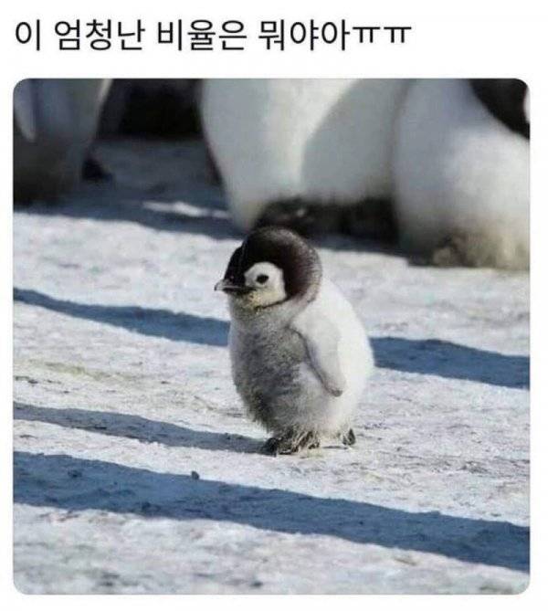 엄청난 비율의 펭귄