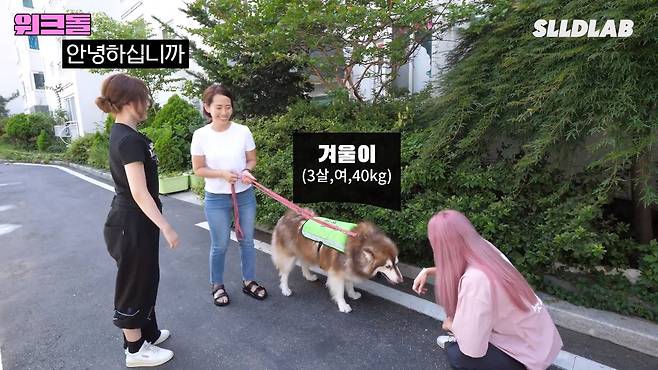 ceUorp 대형견 목욕알바 했다가 미친 시급에 깜짝 놀란 알바생 근황 ㄷㄷㄷ..JPG 대형견 목욕알바 했다가 미친 시급에 깜짝 놀란 알바생 ㄷㄷㄷ..JPG