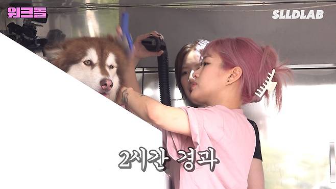 dCPMlT 대형견 목욕알바 했다가 미친 시급에 깜짝 놀란 알바생 근황 ㄷㄷㄷ..JPG 대형견 목욕알바 했다가 미친 시급에 깜짝 놀란 알바생 ㄷㄷㄷ..JPG