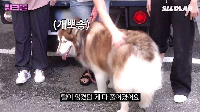 icoUqn 대형견 목욕알바 했다가 미친 시급에 깜짝 놀란 알바생 근황 ㄷㄷㄷ..JPG 대형견 목욕알바 했다가 미친 시급에 깜짝 놀란 알바생 ㄷㄷㄷ..JPG