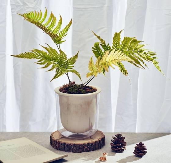 반려식물 홍지네고사리. [한국수목원정원관리원]