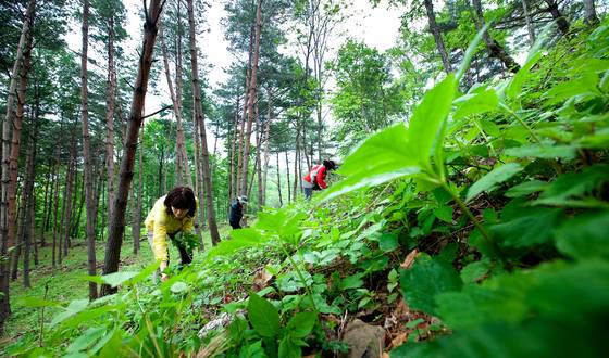 경북 영양에서는 제철 먹거리인 산나물을 활용한 '산나물 먹거리 한마당' 행사가 열린다. [중앙포토]