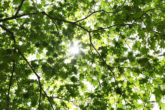 백사실 계곡 신록. 정지윤 기자