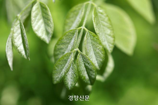 백사실 계곡 신록. 정지윤 기자